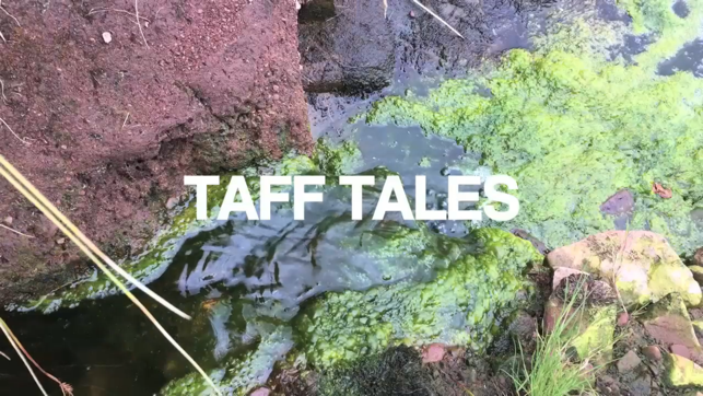 Taff Tales(圖1)-速報App