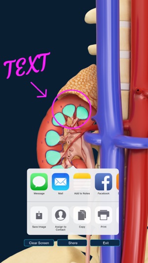 My Kidney Anatomy(圖5)-速報App