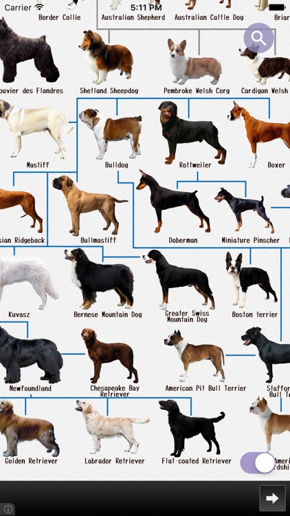 Dog Breeds - for dog lovers -