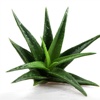 Aloe Vera Plus