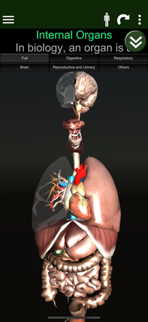 ORGANS 3D (ANATOMY)