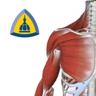 3D Muscle Anatomy