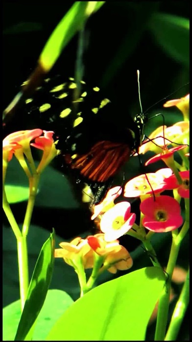 Butterfly Live Wallpaper Lite screenshot 2