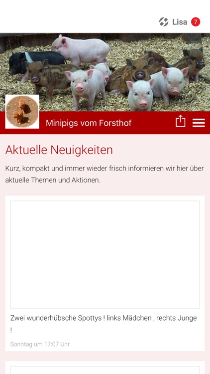 Minipigs vom Forsthof