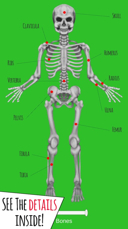 Inside The Human Body PREMIUM