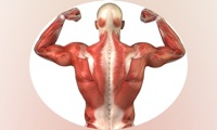 Human Muscles Info