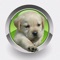 Find effective, safe and natural treatments for common health problems for your dog