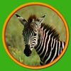 Wild, Woolly, …Critters Wild, Woolly, …Critters