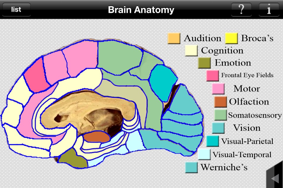 Brain Anatomy screenshot 3