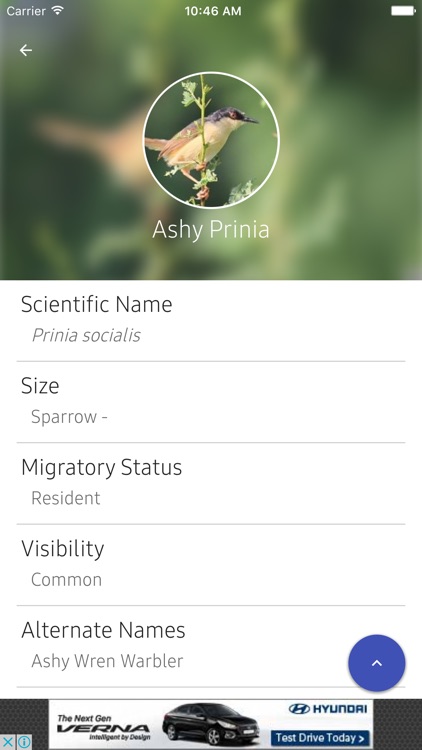 India Birds