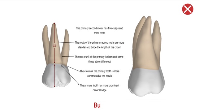 Dental Corpus Primary(圖5)-速報App