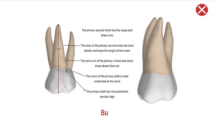 Dental Corpus Primary screenshot-4