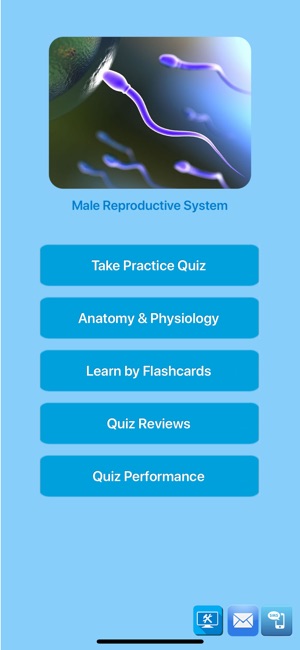 Male Reproductive System