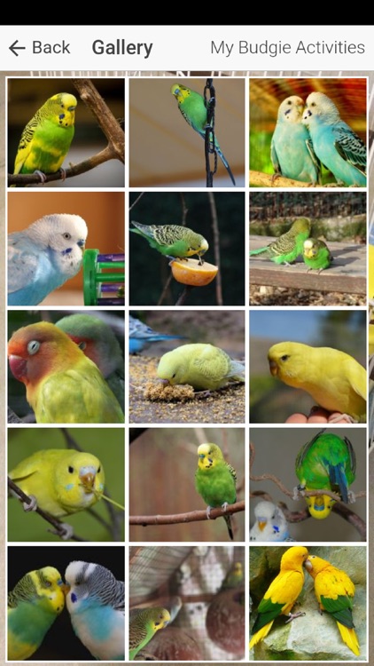 Pet Budgie Information & Care screenshot-3