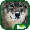 Animal Planet: Wolves