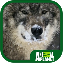 Animal Planet: Wolves