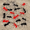 Sights and Sounds: Ants