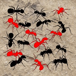 Sights and Sounds: Ants