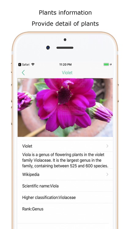 iplant - Plant identifier