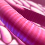 IC Membrane Transporters