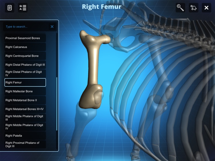 Bone Viewer - Ox Skeleton screenshot-3