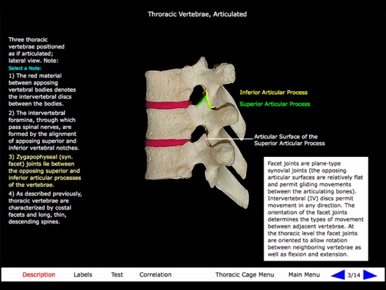 Gross Anatomy of the Skeleton screenshot 2
