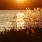 Listen to relaxing nature sounds while you work, study, or meditate
