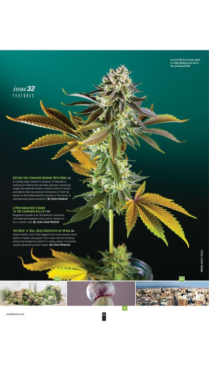 Cannabis Now