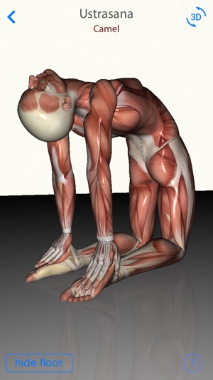 3D Yoga Anatomy(圖3)-速報App