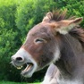 Get Donkey Sounds! for iOS, iPhone, iPad Aso Report