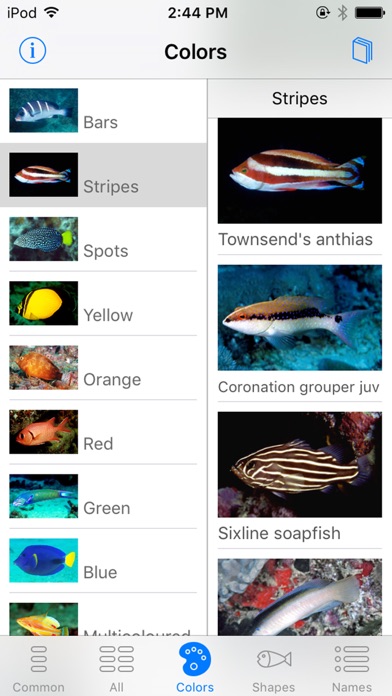 Oman Fish ID screenshot 3