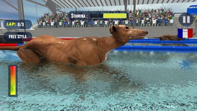 Dog Swimming Race screenshot 2