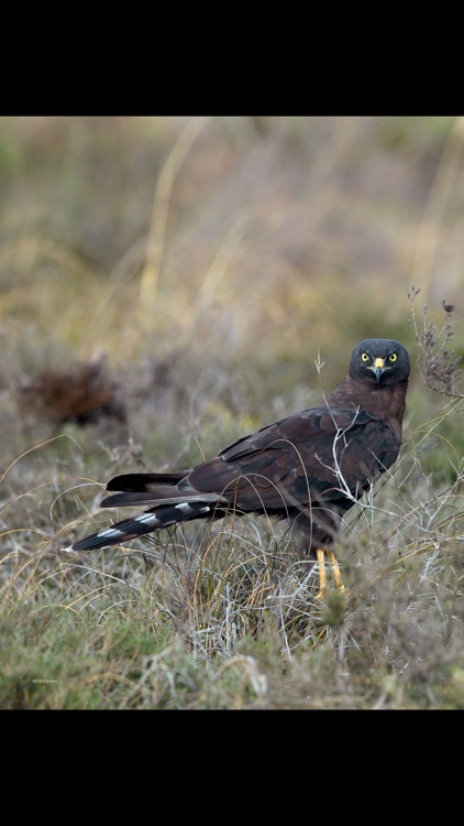 African Birdlife (Magazine) screenshot-3