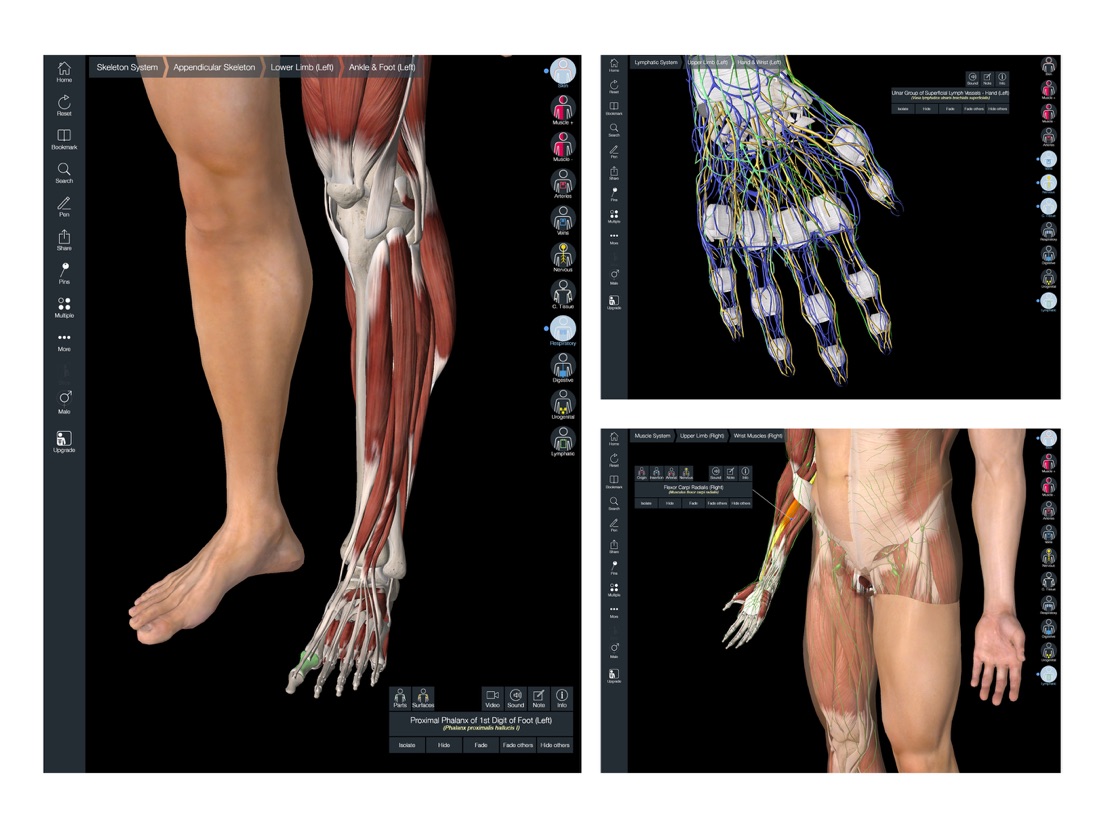 essential anatomy 5 free download windows