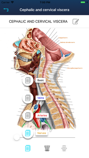 RF Anatomy(圖4)-速報App