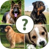 Icon Pups Pet Trivia Pro
