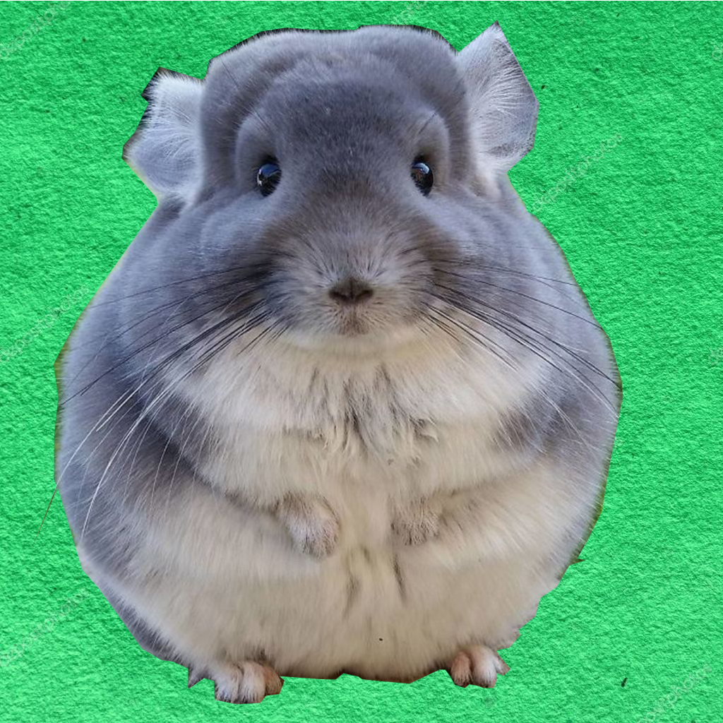 TimePic Chinchilla Talk App Icon