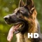 Check out all the latest German Shepherd wallpapers today