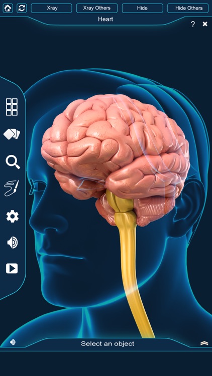 My Brain Anatomy