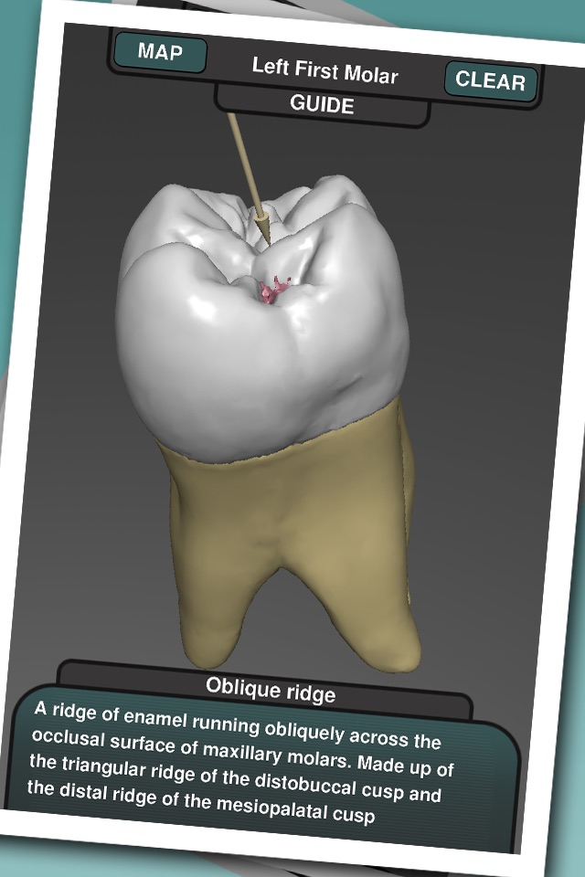 Real Tooth Morphology screenshot 3