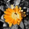 All information about flower species, their specification, appearance
