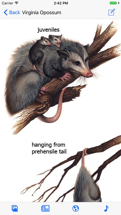 Mammals of North America