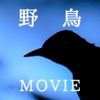 戸隠礼讃～MOVIE