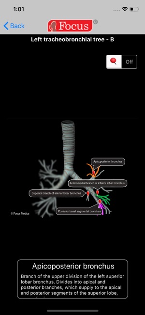 LUNGS - Digital Anatomy(圖4)-速報App