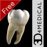 Get Dental Patient Education Lite for iOS, iPhone, iPad Aso Report