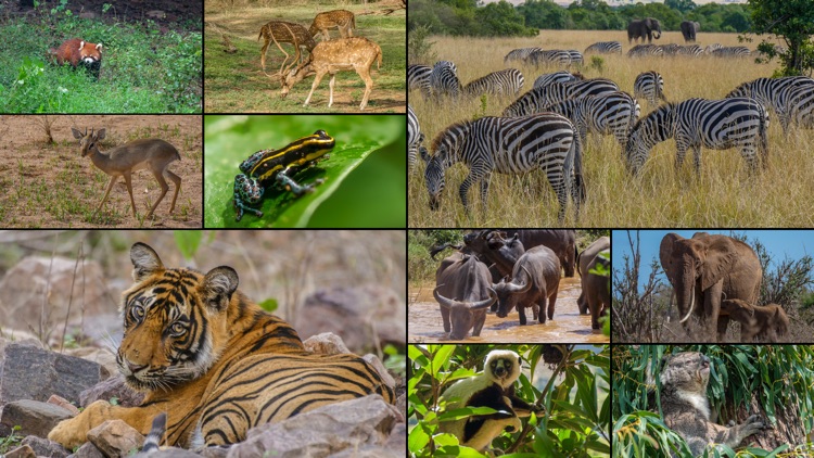 WorldView: Wildlife screenshot-4