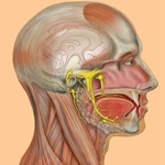 Die Anatomie Quiz