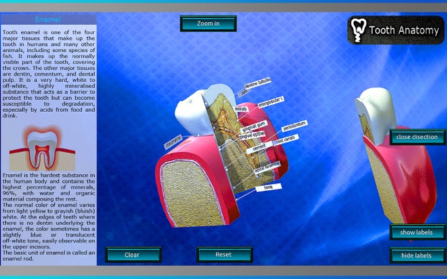 Tooth Anatomy(圖4)-速報App