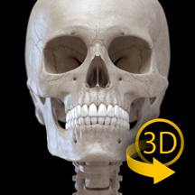 Skeleton - 3D Atlas of Anatomy