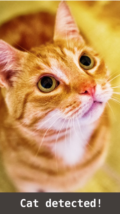 Cat detector